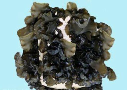 Black Fungus Extract